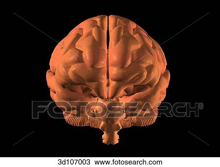 Anterior view of the brain. View Large Illustration Drawing - Anterior view of the brain.. Fotosearch