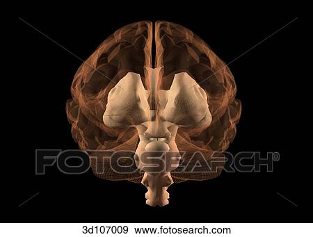 Anterior view of the brain, which is transparent, showing the cortex. View Large Illustration Stock Illustration - Anterior view of the brain, which is transparent, showing the cortex.. Fotosearch