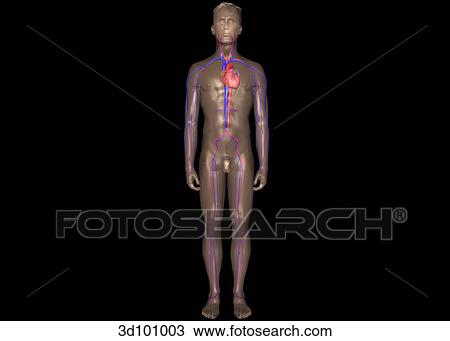 Drawing - Anterior view of the circulatory system of the body.. Fotosearch