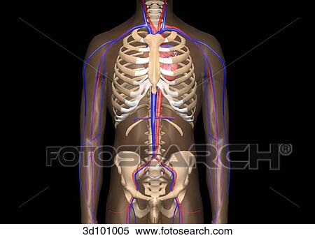 Stock Illustration - Anterior view of the circulatory system in the torso; also shows bones of torso, including ribs and pelvic area.. Fotosearch