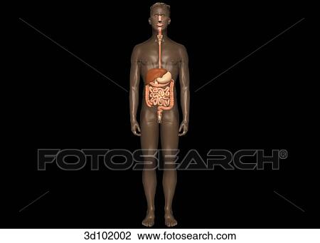 Anterior view of the digestive system in situ, including the esophagus, liver, stomach, colon and intestines. View Large Illustration Drawing - Anterior view of the digestive system in situ, including the esophagus, liver, stomach, colon and intestines.. Fotosearch