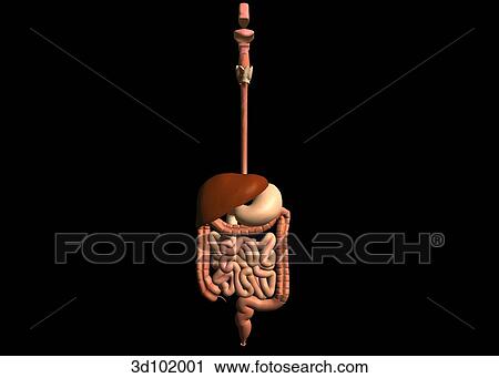 Clip Art - Anterior view of the digestive tract including the esophagus, liver, stomach, colon and intestines.. Fotosearch