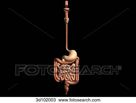 Anterior view of the digestive tract including the esophagus, stomach, intestines and colon. View Large Illustration Drawing - Anterior view of the digestive tract including the esophagus, stomach, intestines and colon.. Fotosearch