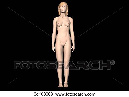 Drawing - Anterior view of the external female body.. Fotosearch