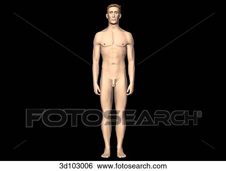 Anterior view of the external male body. View Large Illustration Stock Illustration - Anterior view of the external male body.. Fotosearch