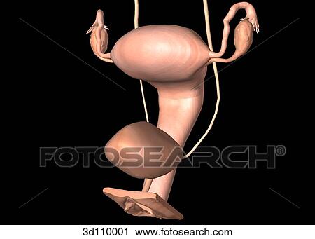 Clip Art - Anterior view of the female genitourinary system, including the ovaries, uterine tubes, uterus and bladder.. Fotosearch