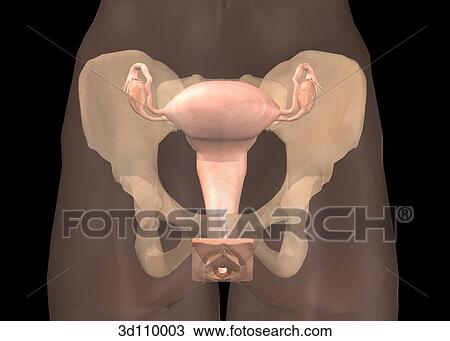 Anterior view of the female reproductive system in situ. View Large Illustration Drawing - Anterior view of the female reproductive system in situ.. Fotosearch