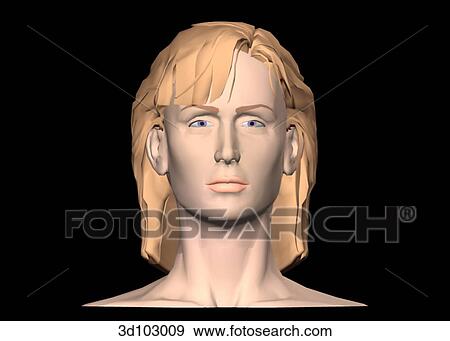 Anterior view of the female face, including neck. View Large Illustration Stock Illustration - Anterior view of the female face, including neck.. Fotosearch