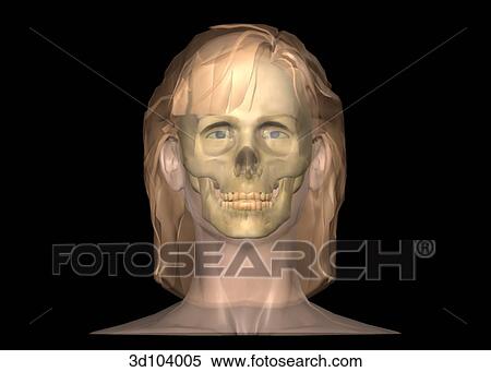 Anterior view of the female head; skin is transparent, showing the skull beneath. View Large Illustration Stock Illustration - Anterior view of the female head; skin is transparent, showing the skull beneath.. Fotosearch