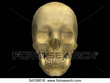 Stock Illustration - Anterior view of the female skull.. Fotosearch