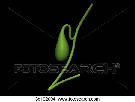 Anterior view of the gall bladder. View Large Illustration Stock Illustration - Anterior view of the gall bladder.. Fotosearch