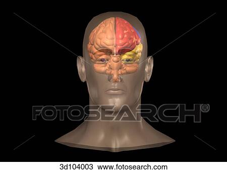 Anterior view of the head; skin is transparent, showing the brain. View Large Illustration Drawing - Anterior view of the head; skin is transparent, showing the brain.. Fotosearch