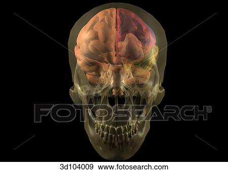 Anterior view of the head; skull is transparent, showing the brain beneath. View Large Illustration Stock Illustration - Anterior view of the head; skull is transparent, showing the brain beneath.. Fotosearch