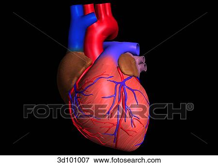 Stock Illustration - Anterior view of the heart.. Fotosearch