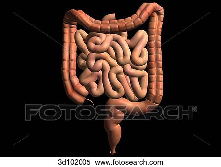 Anterior view of the intestines. Illustration also includes the colon. View Large Illustration Stock Illustration - Anterior view of the intestines. Illustration also includes the colon.. Fotosearch