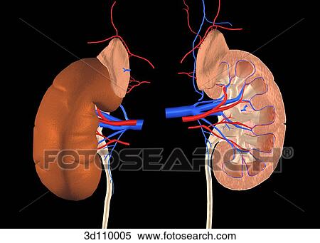 Anterior view of the kidneys. View Large Illustration Stock Illustration - Anterior view of the kidneys.. Fotosearch