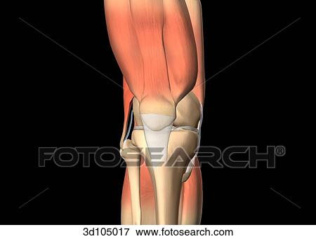 Anterior view of the knee showing bones and muscles. View Large Illustration Stock Illustration - Anterior view of the knee showing bones and muscles.. Fotosearch