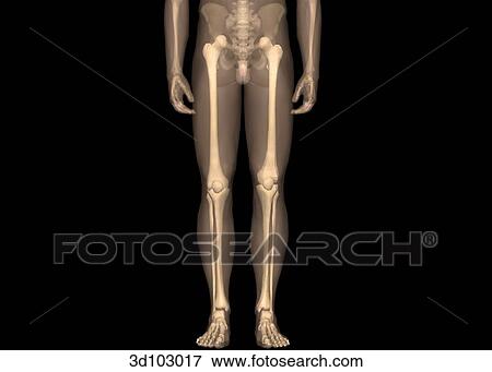 Anterior view of the legs; skin is transparent, showing the bone structure underneath. View Large Illustration Stock Illustration - Anterior view of the legs; skin is transparent, showing the bone structure underneath.. Fotosearch