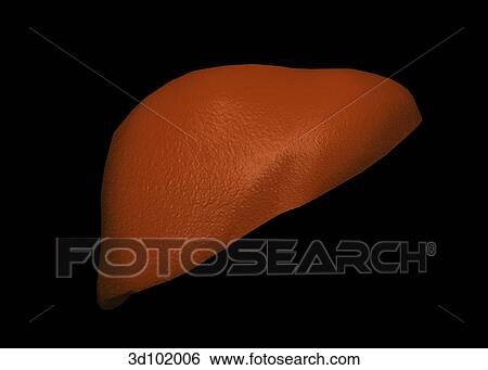 Anterior view of the liver. View Large Illustration Stock Illustration - Anterior view of the liver.. Fotosearch