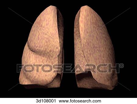 Anterior view of the lungs. View Large Illustration Clip Art - Anterior view of the lungs.. Fotosearch