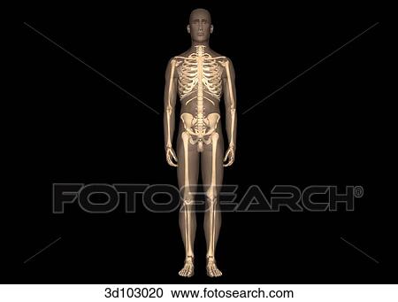 Clipart - Anterior view of the male body; skin is transparent, showing the bone structures underneath.. Fotosearch