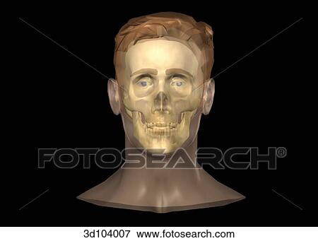 Stock Illustration - Anterior view of the male head; skin is transparent, showing the skull beneath.. Fotosearch