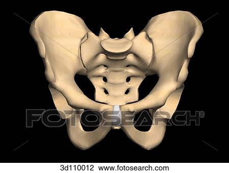 Anterior view of the male pelvis. View Large Illustration Drawing - Anterior view of the male pelvis.. Fotosearch