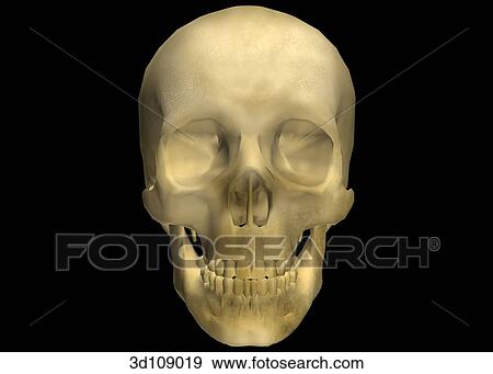 Stock Illustration - Anterior view of the male skull.. Fotosearch