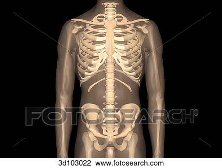 Drawing - Anterior view of the male torso; skin is transparent, showing the bone structures underneath.. Fotosearch
