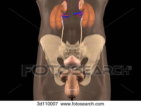 Anterior view of the male urinary system in situ. View Large Illustration Stock Illustration - Anterior view of the male urinary system in situ.. Fotosearch