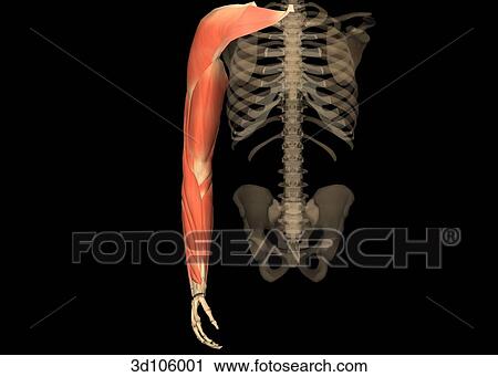 Anterior view of the muscles of the arm. View Large Illustration Clip Art - Anterior view of the muscles of the arm.. Fotosearch