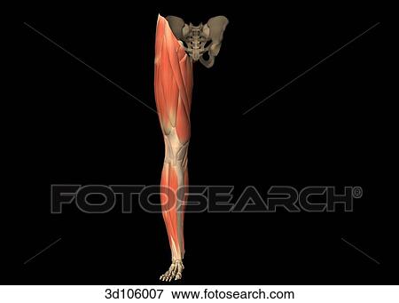 Anterior view of the muscles of the leg. View Large Illustration Stock Illustration - Anterior view of the muscles of the leg.. Fotosearch