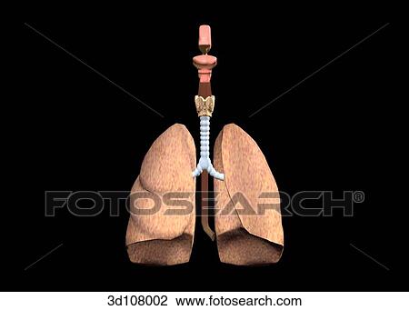Drawing - Anterior view of the respiratory system including the lungs, bronchi, trachea and larynx.. Fotosearch