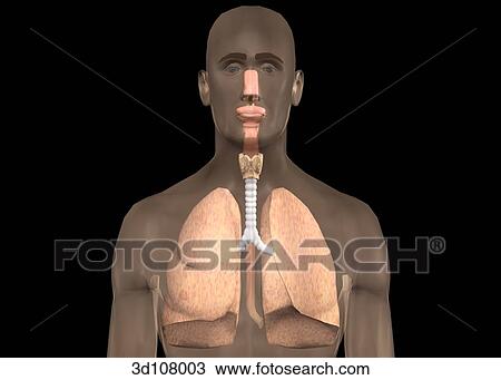Drawing - Anterior view of the respiratory system within a transparent image of the torso and head. Image includes the nose, mouth, epiglottis, larynx, trachea, bronchus and lungs.. Fotosearch