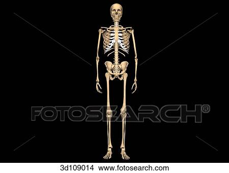 Stock Illustration - Anterior view of the skeletal bones.. Fotosearch