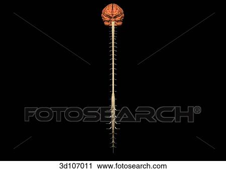 Anterior view of the spinal cord and brain. View Large Illustration Clip Art - Anterior view of the spinal cord and brain.. Fotosearch