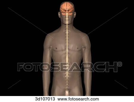 Drawing - Anterior view of the spinal cord within a transparent image of the body.. Fotosearch