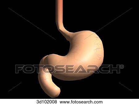 Anterior view of the stomach, including the esophagus and duodenum. View Large Illustration Stock Illustration - Anterior view of the stomach, including the esophagus and duodenum.. Fotosearch