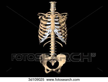 Stock Illustration - Anterior view of the torso bones of a female.. Fotosearch