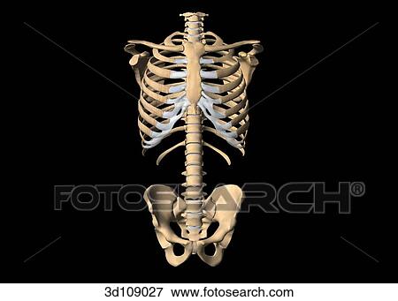 Stock Illustration - Anterior view of the torso bones of a male.. Fotosearch