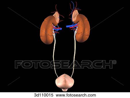 Stock Illustration - Anterior view of the urinary system, including kidneys and bladder.. Fotosearch