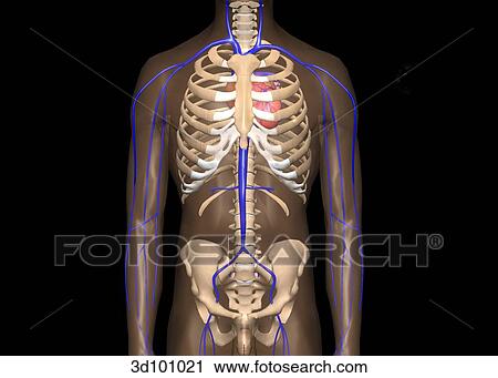 Clip Art - Anterior view of the vena cava and chest cavity.. Fotosearch