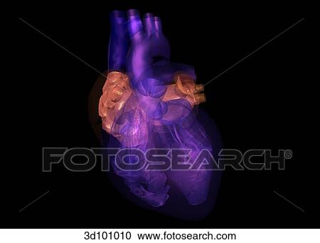 Clipart - Anterior view of transparent heart, with focus on atria.. Fotosearch