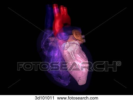 Clip Art - Anterior view of transparent heart with focus on left chambers.. Fotosearch