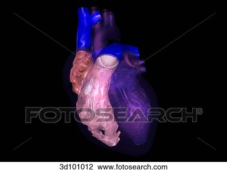 Drawing - Anterior view of transparent heart with focus on right chambers.. Fotosearch