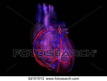 Drawing - Anterior view of transparent heart with focus on coronary vessels.. Fotosearch