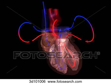 Anterior view of transparent heart with blood flow indicators. View Large Illustration Stock Illustration - Anterior view of transparent heart with blood flow indicators.. Fotosearch