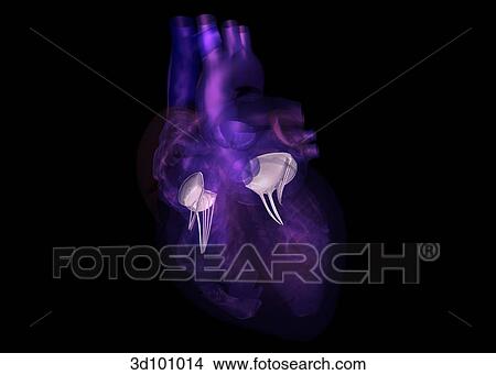 Anterior view of transparent heart with focus on bicuspid valves. View Large Illustration Stock Illustration - Anterior view of transparent heart with focus on bicuspid valves.. Fotosearch