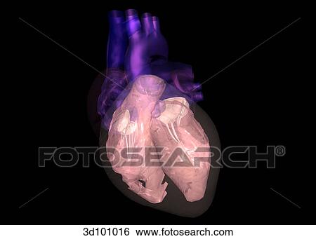 Anterior view of transparent heart with focus on the ventricles. View Large Illustration Stock Illustration - Anterior view of transparent heart with focus on the ventricles.. Fotosearch