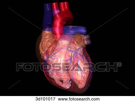Stock Illustration - Anterior view of transparent heart with focus on the myocardium.. Fotosearch